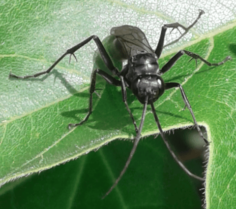 Pompilidae: forse Priocnemis sp.